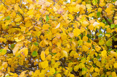 纹理, 背景, 图案。夏天的秋天, 树叶颜色鲜艳, 呈黄色红色。