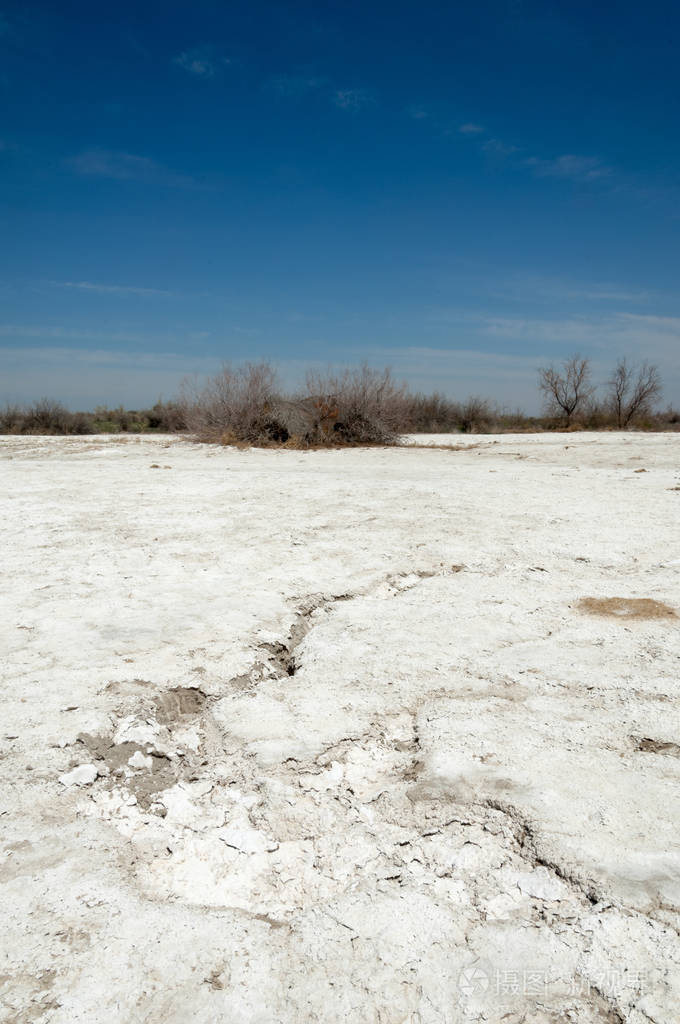 盐水盐沼埃托沙荒地单一的灌木哈萨克斯坦