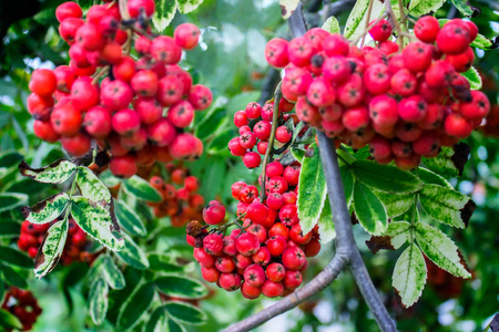 红罗恩浆果挂在树枝上