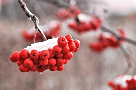 在第一场雪上霜的秋日下的一棵树上花楸浆果