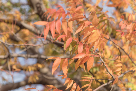 特写亮令人惊叹的中国开心果 中国开心果 橙色叶子纹理。五颜六色的秋天的叶子在达拉斯, 得克萨斯州, 乌沙