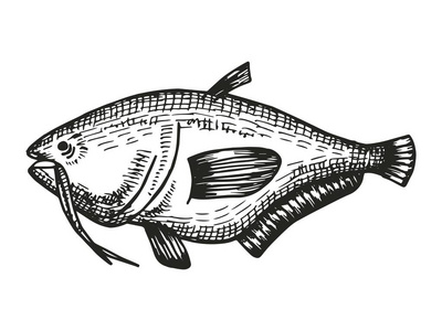 手绘金枪鱼图片