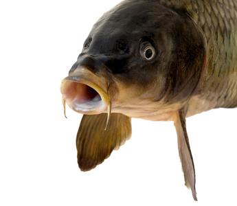 鲤鱼圆角鲤鱼头照片