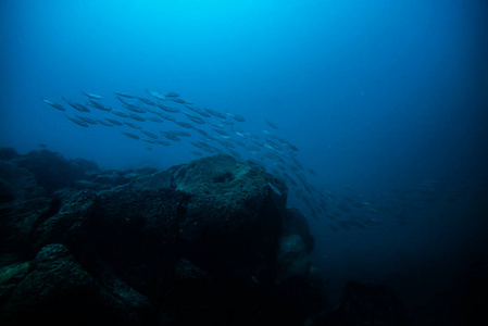鱼群游泳, 科拉莱霍富埃特文图拉岛民