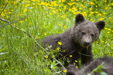 熊幼崽在茂盛的花黄色领域看照相机从绿色草