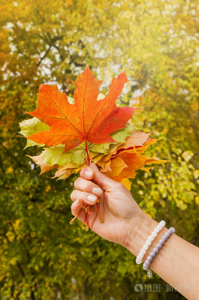 女性手拿着一束秋天色的叶子照片-正版商用图片08bkt9-摄图新视界