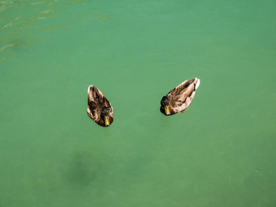 法国的阿纳西湖中的小鸭子