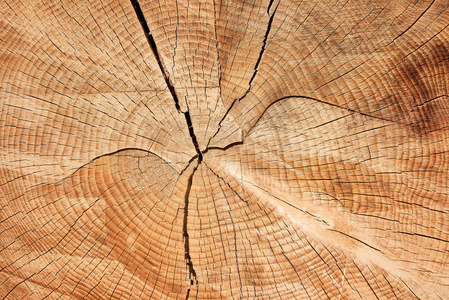 老树桩, 美丽的木质纹理背景与裂缝