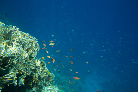 珊瑚和鱼类在红海