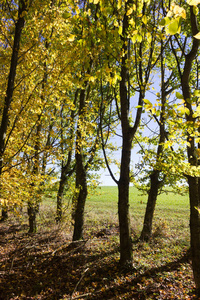 10月, 在德国斯图加特和慕尼黑的城市附近, 阳光透过树叶和秋天森林和田野的树木而闪耀