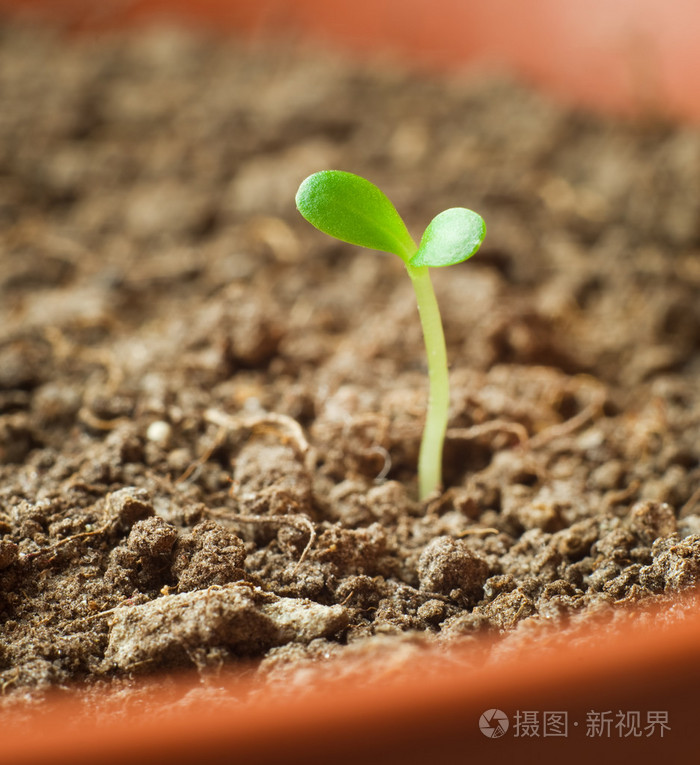 在花盆里的植物发芽