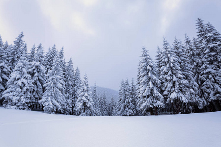 远高山区覆盖着白雪站几青翠的树木，在神奇的雪花在原野上一个美丽的冬天