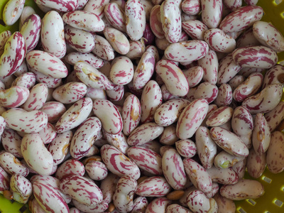 深红色太阳鸟深红色豆品种的普通菜豆 (菜豆) aka 意式红豆或蔓越橘