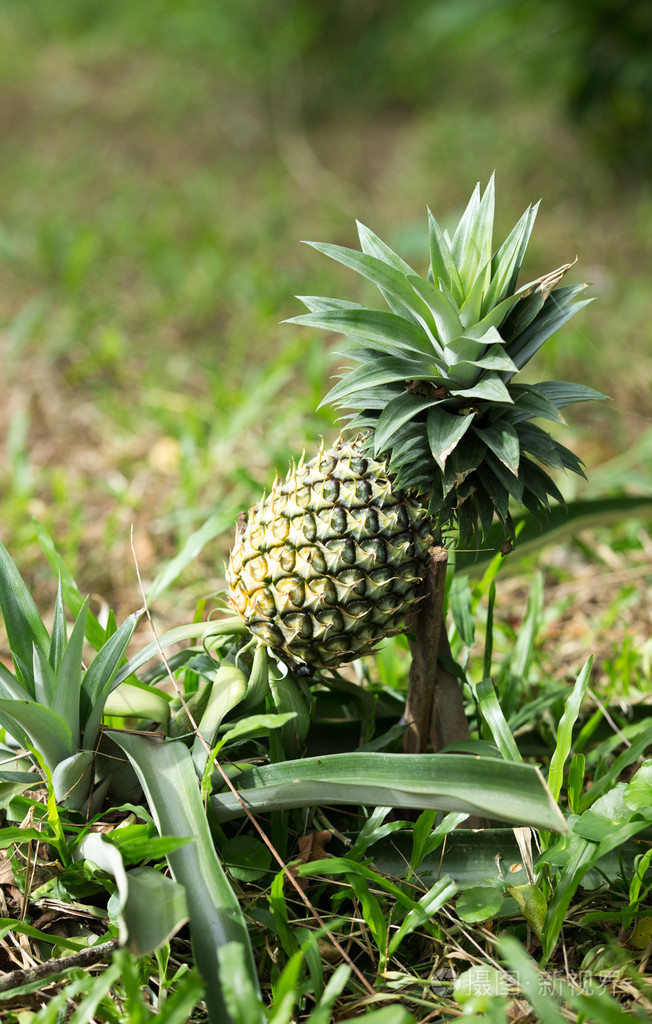 菠萝水果农场种植