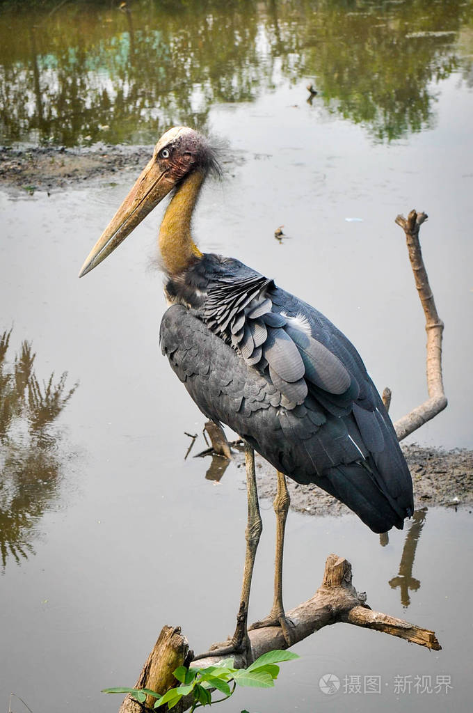 鹳鸟woldlife 自然