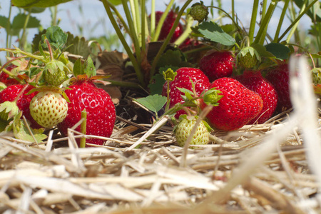 夏季水果有机草莓田间秸秆农业