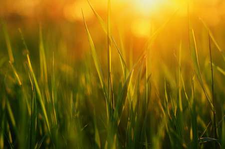 绿草背景与太阳光束。明亮的自然景。软焦点。抽象的自然背景