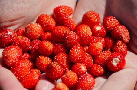 新鲜成熟的草莓浆果手在阳光明媚的花园里闭上