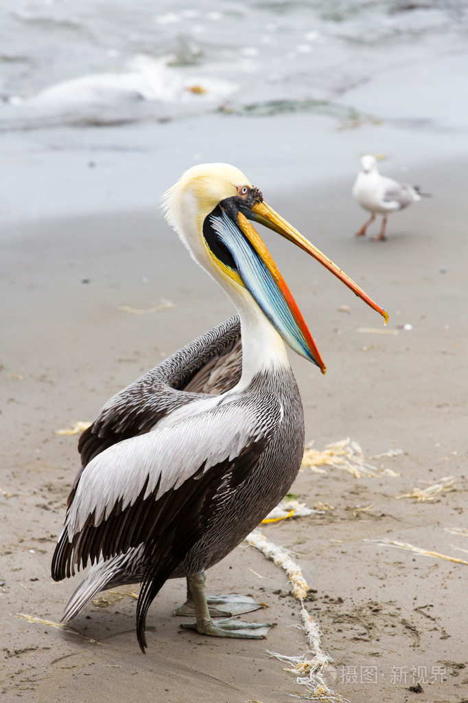 鹈鹕ballestas岛上