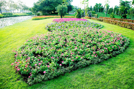 色彩缤纷的花圃图片