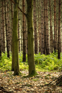 10月, 诺丁汉郡的普瑞事件鸟 uk, sherwood forrest