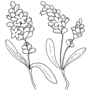 矢量型薰衣草野花的分离插画