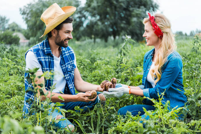 快乐的夫妇在农场里捧熟马铃薯的农民