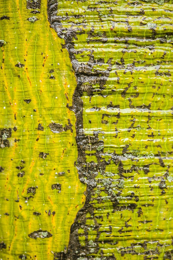 梧桐树树干详细