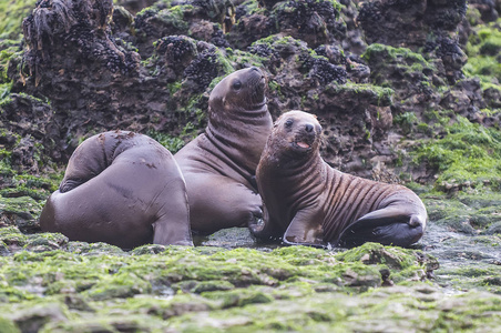 在海滩上行走的海狮幼崽, 阿根廷巴塔哥尼亚照片