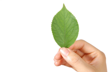 Hand with green leaf