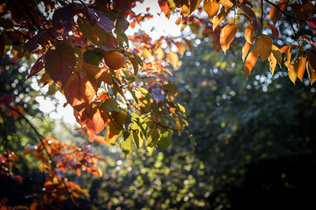秋天的场景。美丽的秋天公园。秋天离开森林小路。选择性对焦