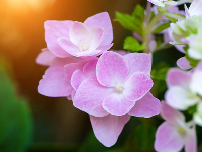 用阳光把粉红色 Hydrengea 花闭上