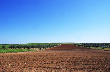 alentejo 地区葡萄牙南部农业领域