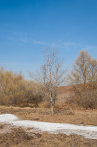 春天的风景。春天田野上的最后一雪。丘陵地形。没有树叶的树。温暖的日子是第一个