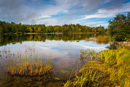 早期秋天的几点思考和草在奥兰德附近的托德池塘