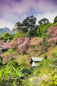 小指野生喜马拉雅山樱桃 flower2 山间木房子里