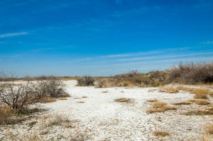盐水, 盐沼.埃托沙荒地.单一的灌木.哈萨克斯坦