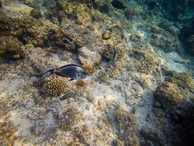 Acanthurus 浅滩浅滩刺尾鱼或浅滩塘