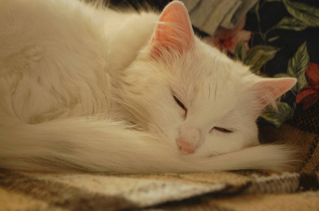 一只沉睡的白猫, 粉红色的耳朵和鼻子
