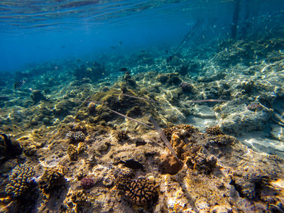 红海 needlefish (tylosurus choram), 最常见的 needlefish 在红海.