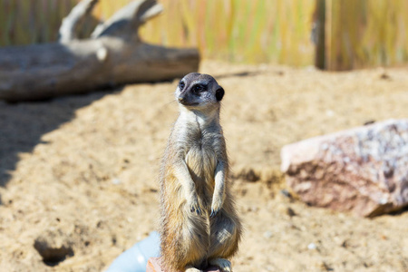 猫鼬 Suricata suricatta 坐在沙地上守卫和安全