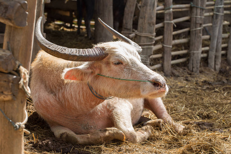 白化角豪猪图片