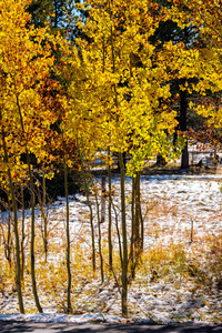 季节变化, 第一个雪和秋天白杨树在科罗拉多, 美国