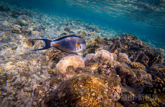 刺尾鱼浅滩 (acanthurus 浅滩) 在红海, 埃及