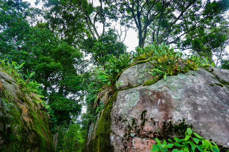 岩石和竹子的兰花图片