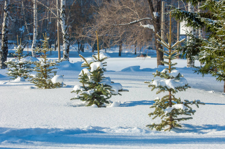 冬季景观。年轻的圣诞树覆盖着积雪。晴朗的霜冻日。圣诞贺卡