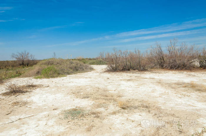 盐水盐沼埃托沙荒地单一的灌木哈萨克斯坦