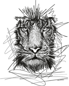 老虎脸向量例证素描照片