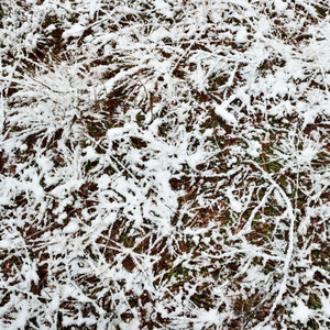 在森林里的第一场雪