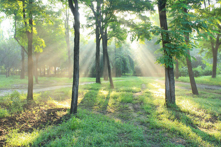 清晨的阳光在森林里照片
